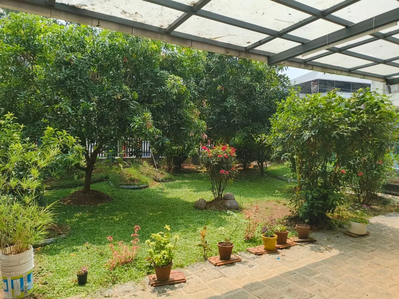Mango, Papaya trees and flowering shrubs, with potted plants