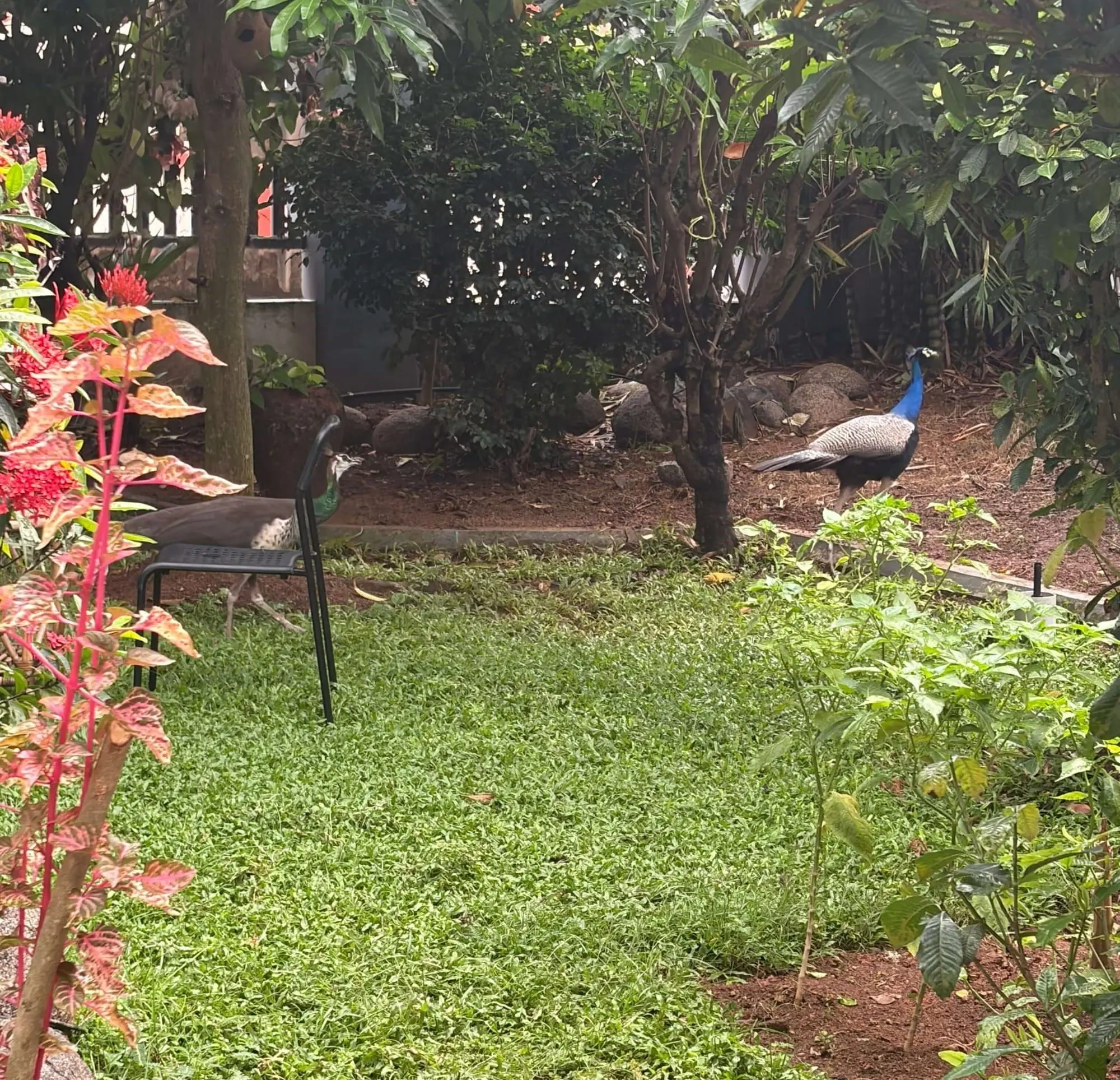 Some unexpected visitors from nature walked in