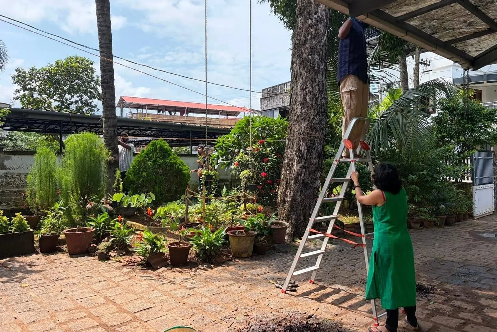 Ropes went up for the climbing vegetables
